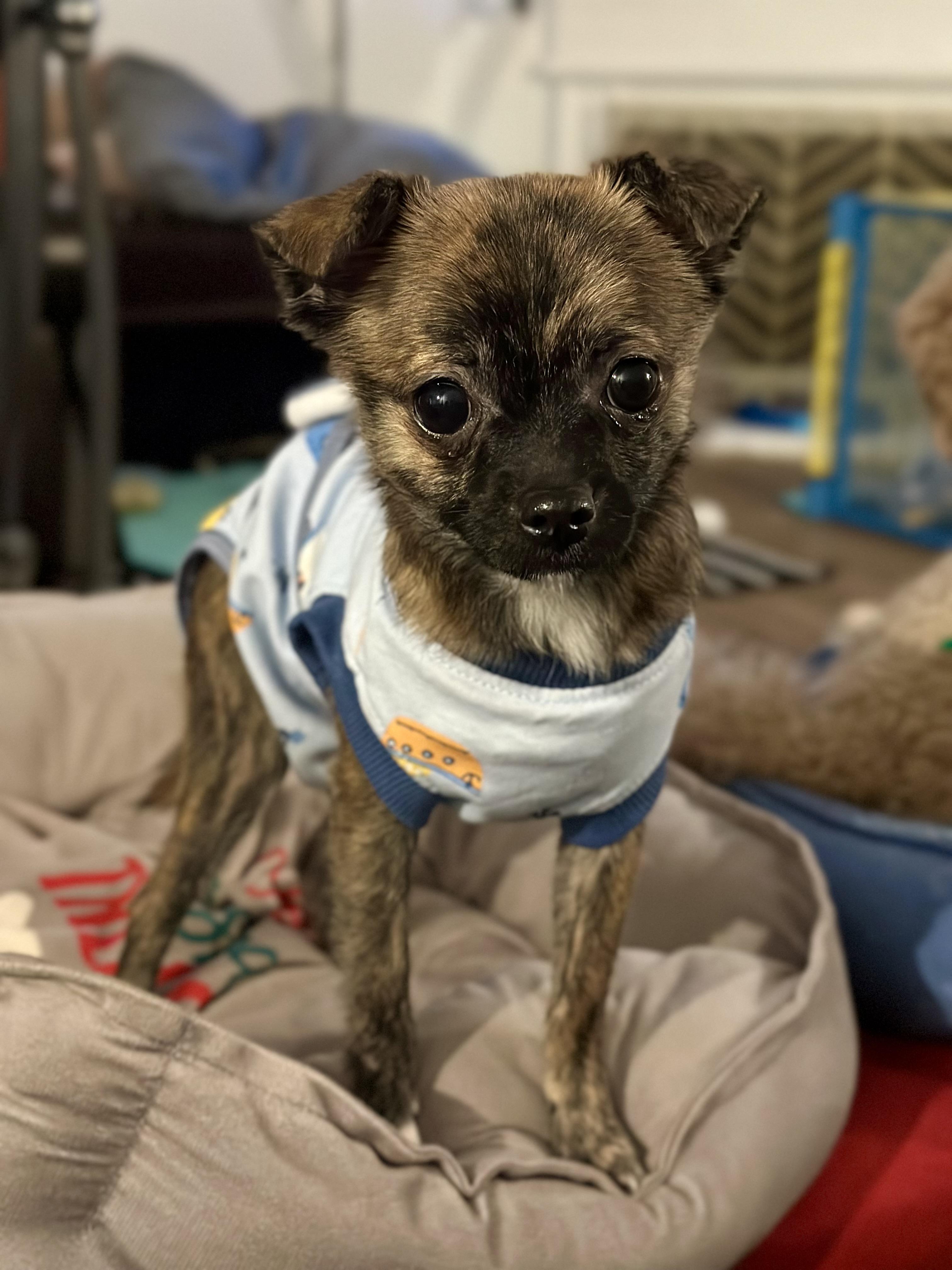 Hugo, ADOPTABLE, Puppy Male Chihuahua.