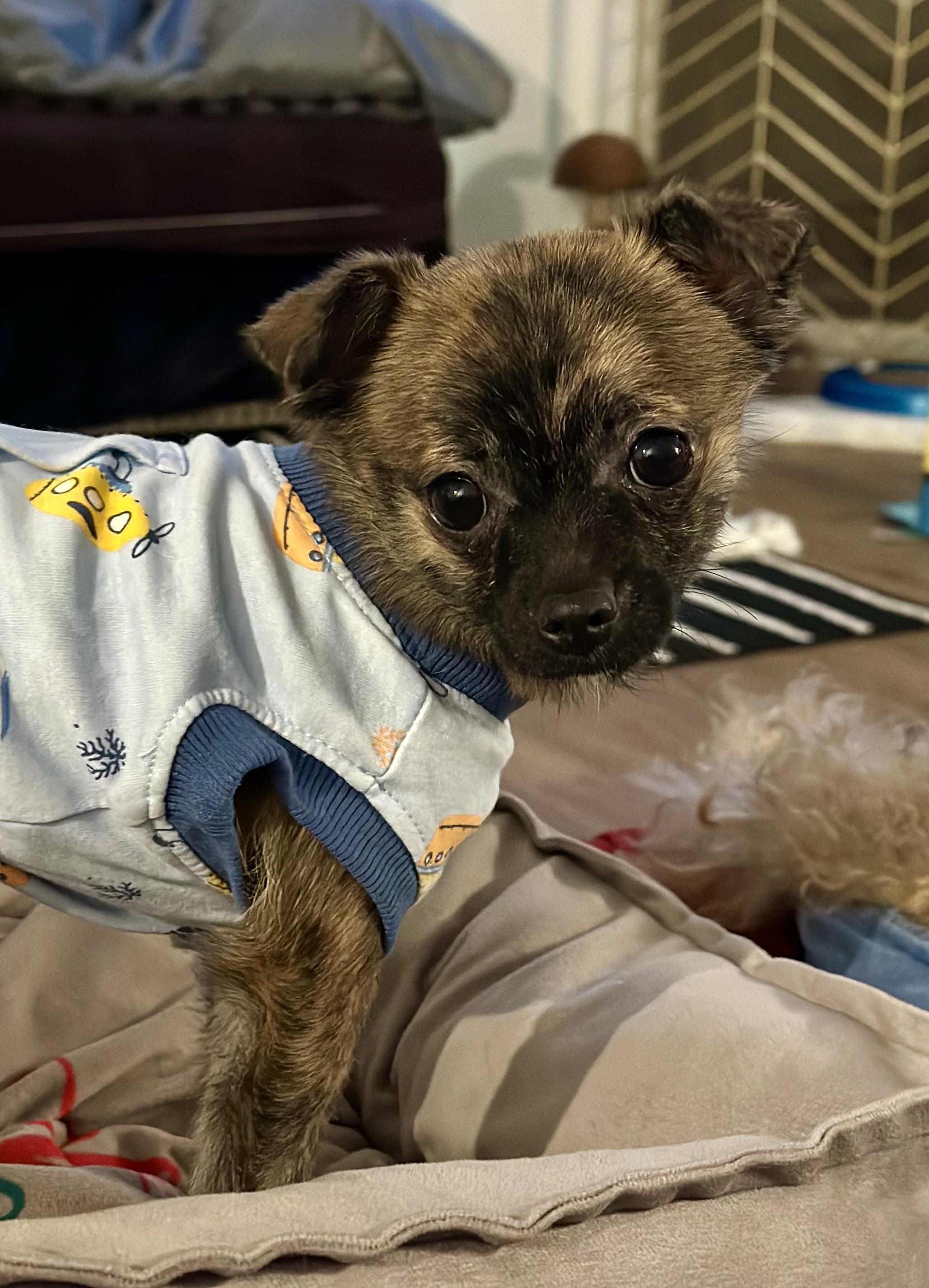 Hugo, a ADOPTABLE mixed breed in Atlanta, GA image 2/5