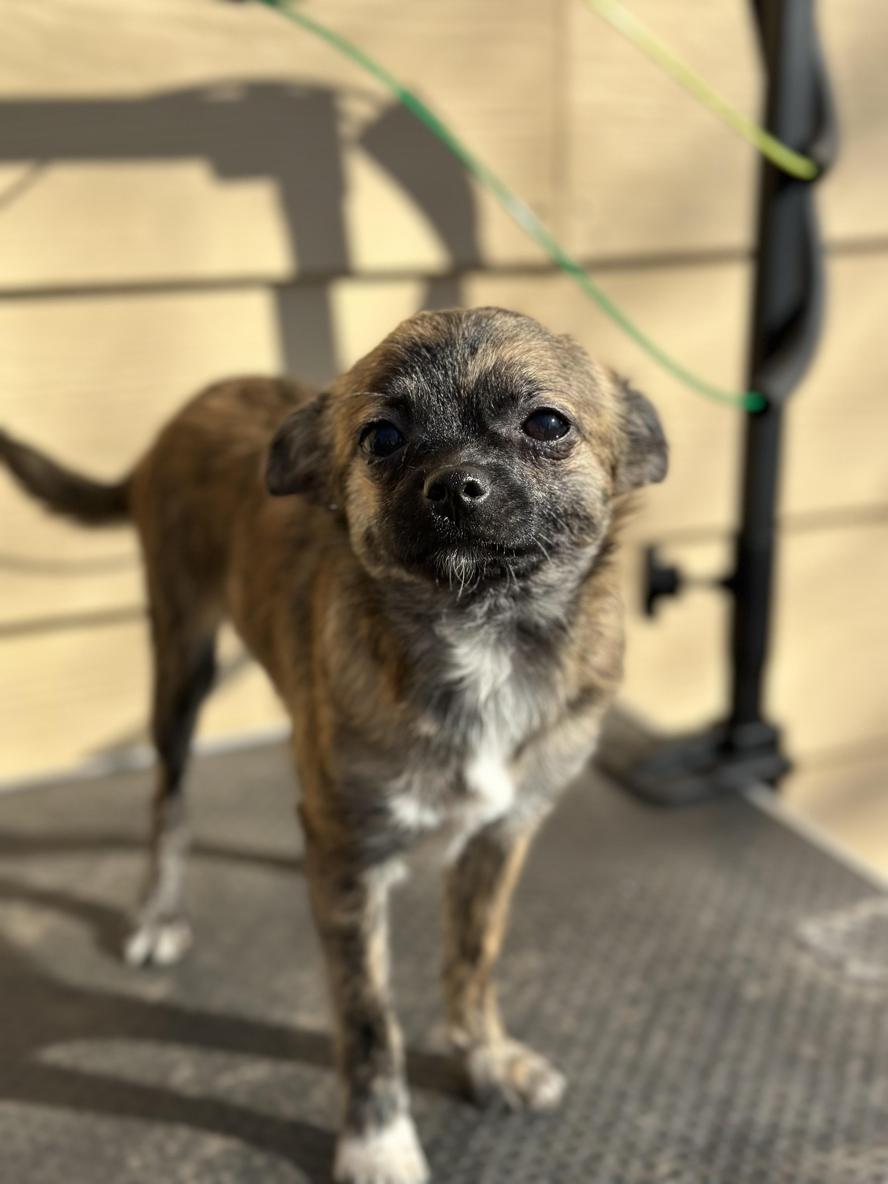 Hugo, a ADOPTABLE mixed breed in Atlanta, GA image 5/5