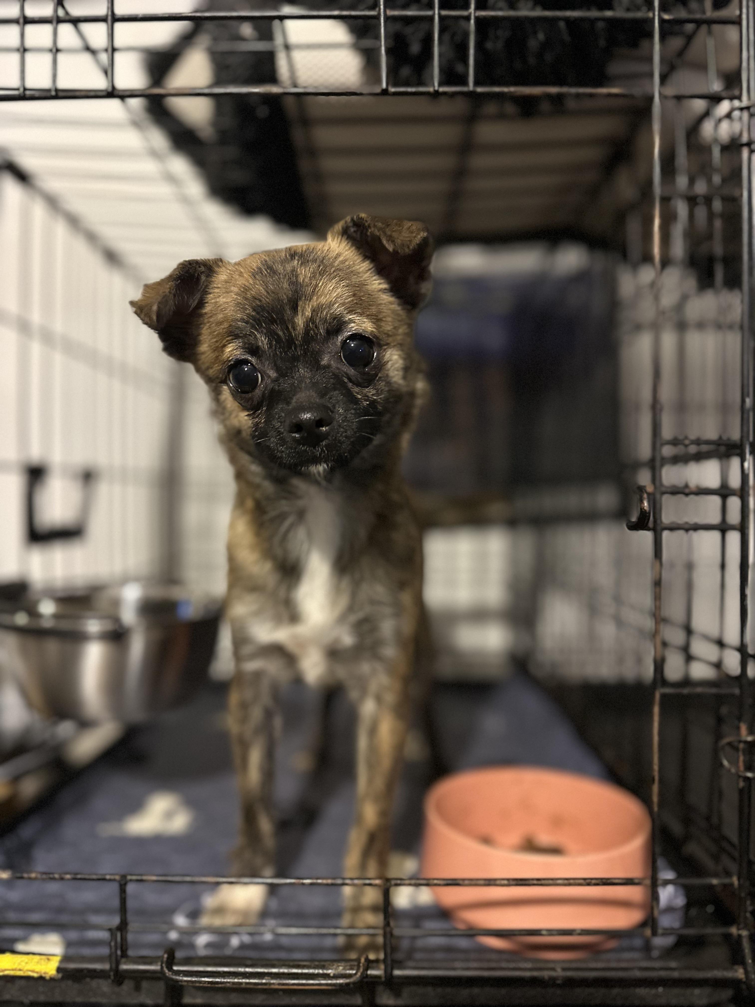 Hugo, a ADOPTABLE mixed breed in Atlanta, GA image 4/5