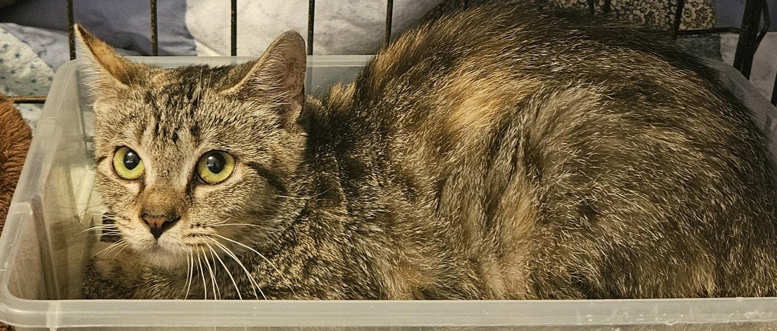 Enlarge Zena, a Adoptable Domestic Medium Hair in Blairsville, GA image 1/1