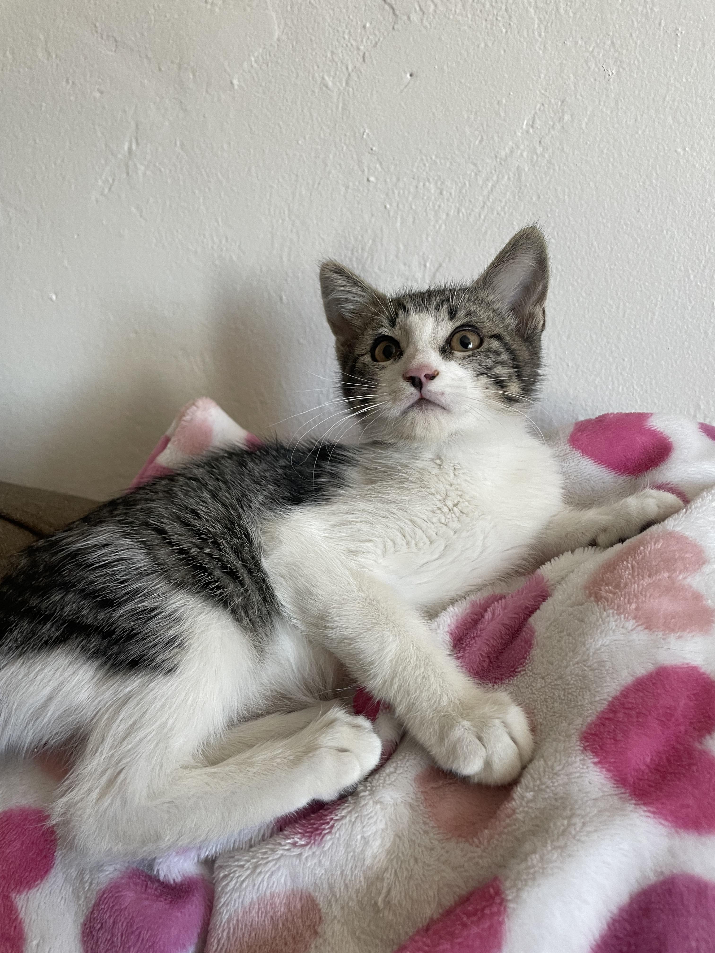 Butter, Baby Female Domestic Short Hair