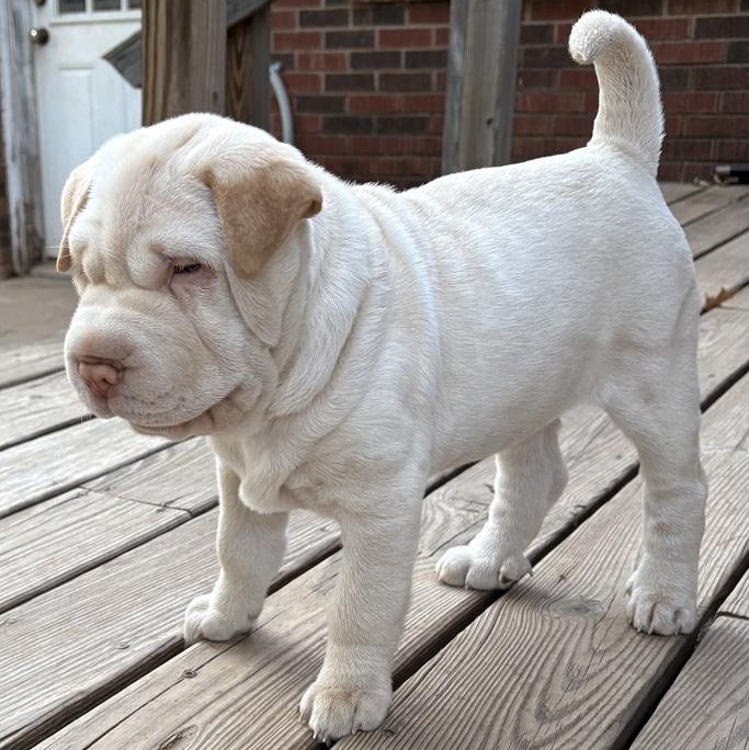 Rosalee, Adoptable, Puppy Female Shar-Pei.