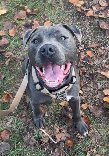 SANTANA, Adoptable, Adult Male Terrier & Mixed Breed.