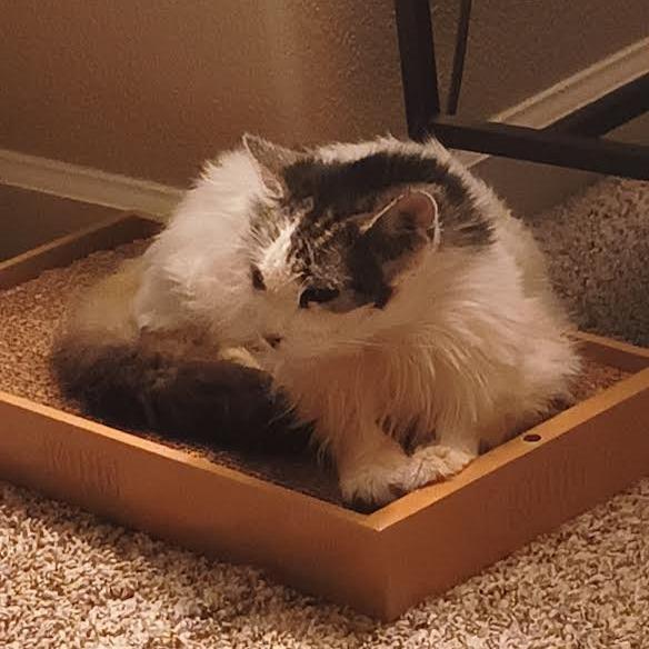 Echo, a Adoptable Domestic Long Hair in St. Helena, CA image 1/6