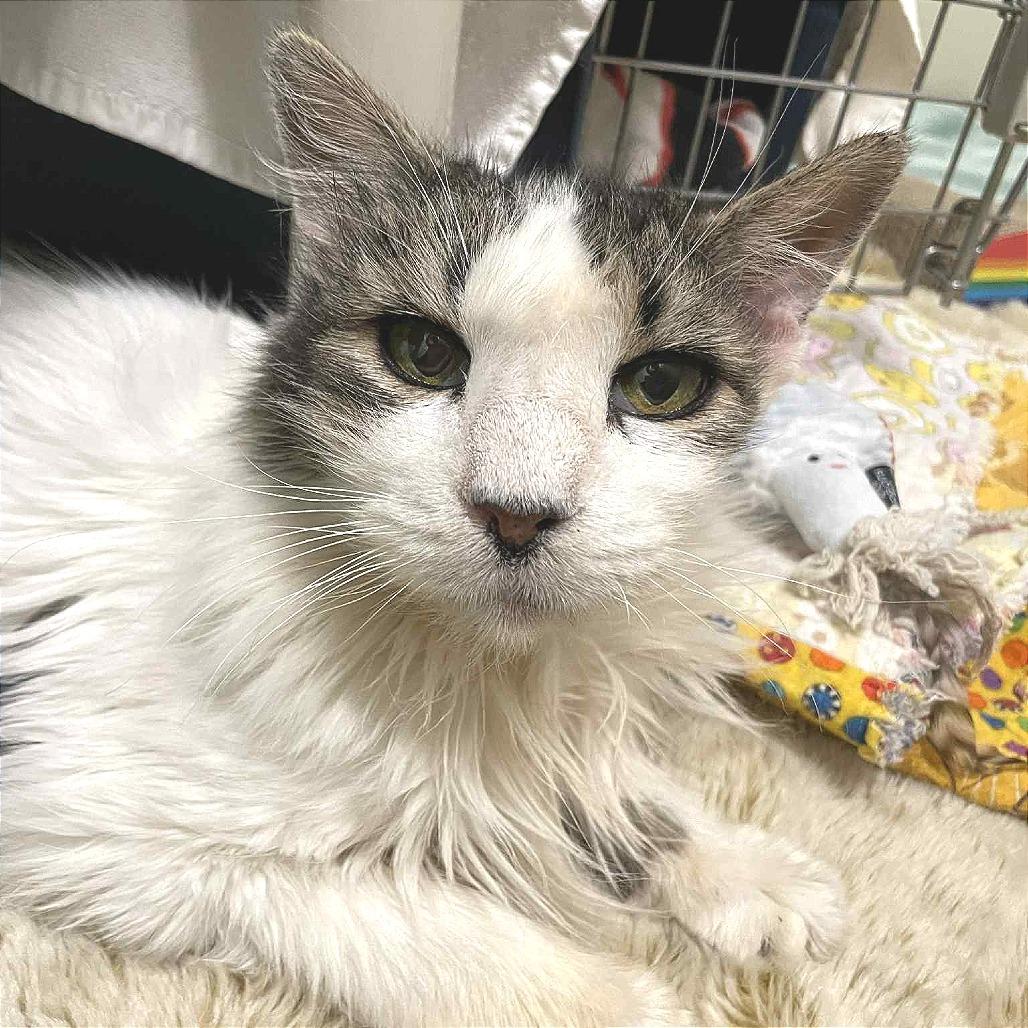 Echo, a Adoptable Domestic Long Hair in St. Helena, CA image 3/6