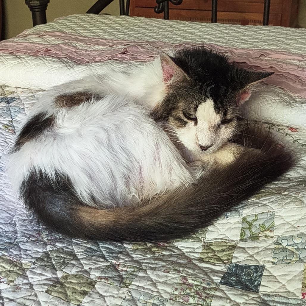 Echo, a Adoptable Domestic Long Hair in St. Helena, CA image 4/6