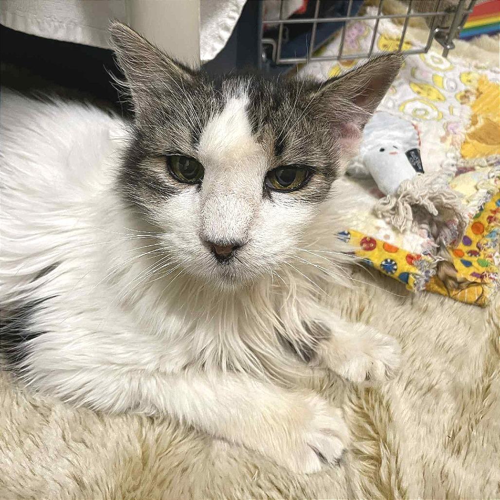 Echo, a Adoptable Domestic Long Hair in St. Helena, CA image 5/6