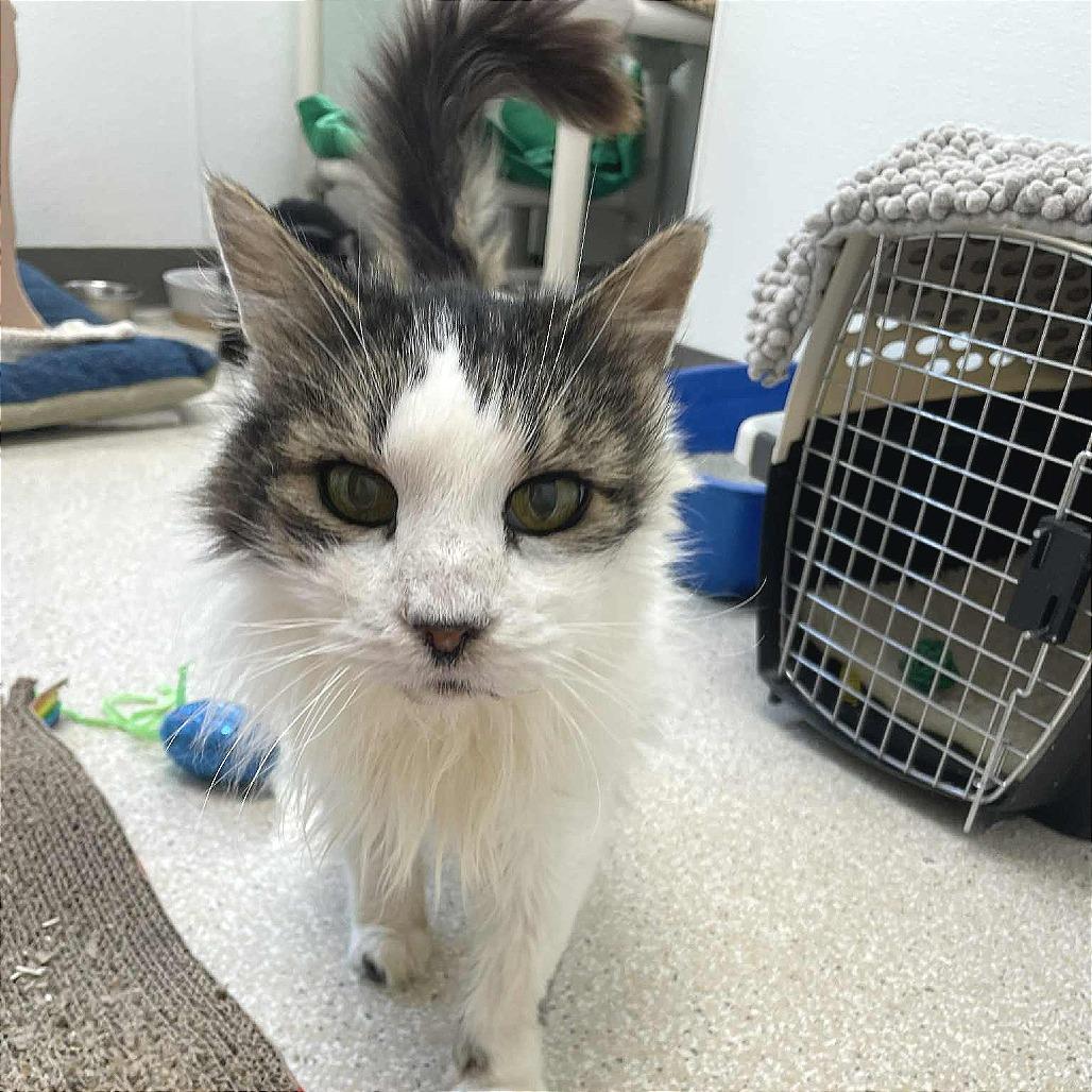 Echo, a Adoptable Domestic Long Hair in St. Helena, CA image 6/6