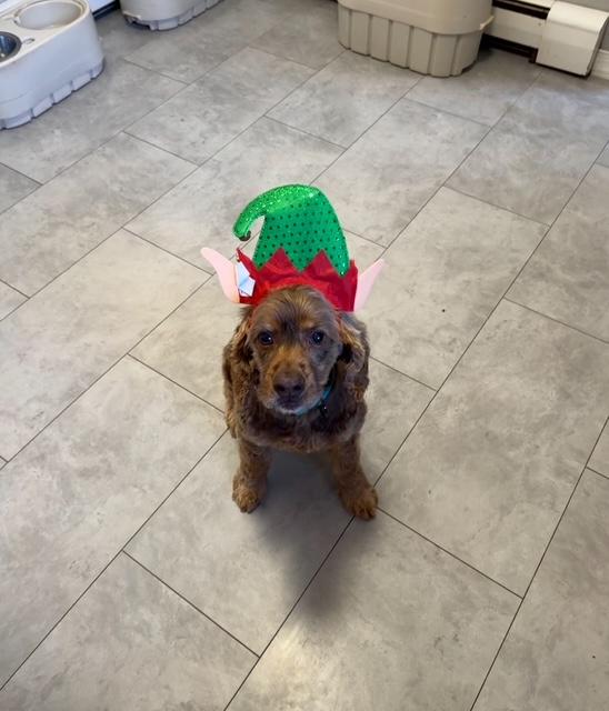 Enlarge Cooper, a ADOPTABLE mixed breed in BLOOMINGTON, NY image 1/4