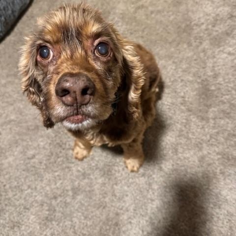 Enlarge Cooper, a ADOPTABLE mixed breed in BLOOMINGTON, NY image 4/4