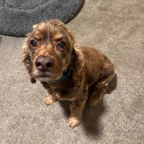 Cooper, ADOPTABLE, Senior Male Cocker Spaniel.