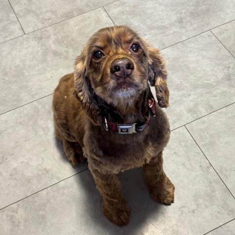 Enlarge Cooper, a ADOPTABLE mixed breed in BLOOMINGTON, NY image 2/4