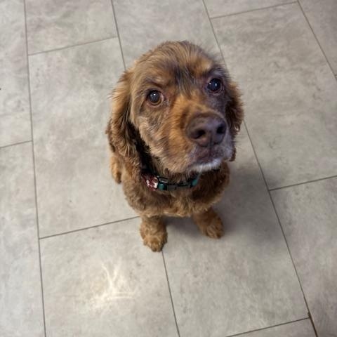 Enlarge Cooper, a ADOPTABLE mixed breed in BLOOMINGTON, NY image 4/4