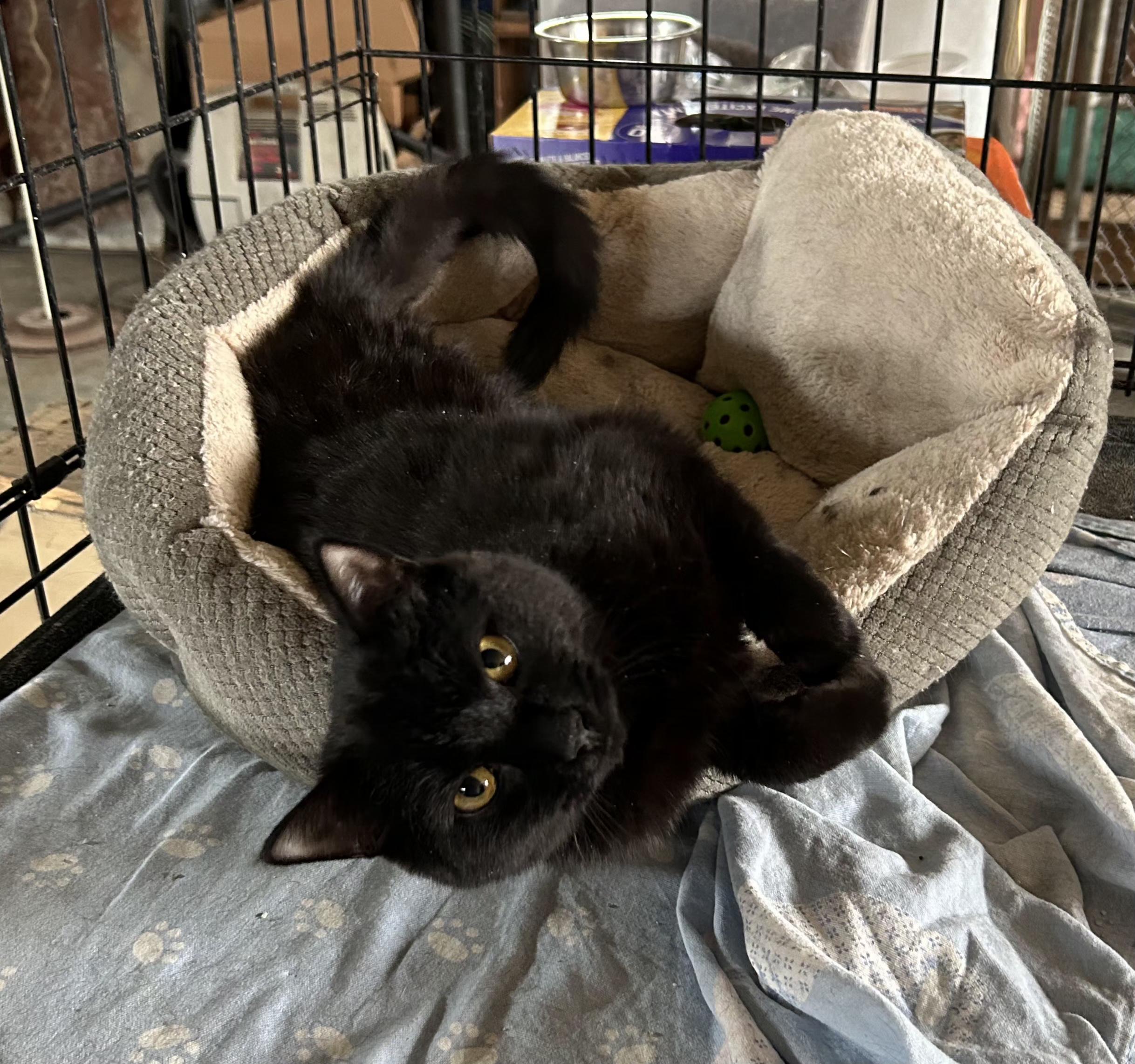 Casey, Young Female Domestic Short Hair