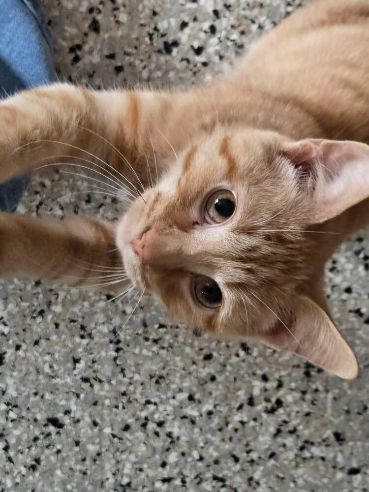 Prince, Adoptable, Kitten Male Tabby & Domestic Short Hair.