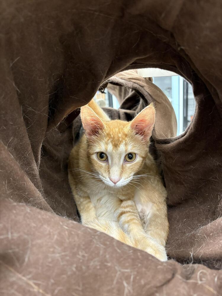 Prince, a Adoptable mixed breed in Plymouth, MN image 2/6