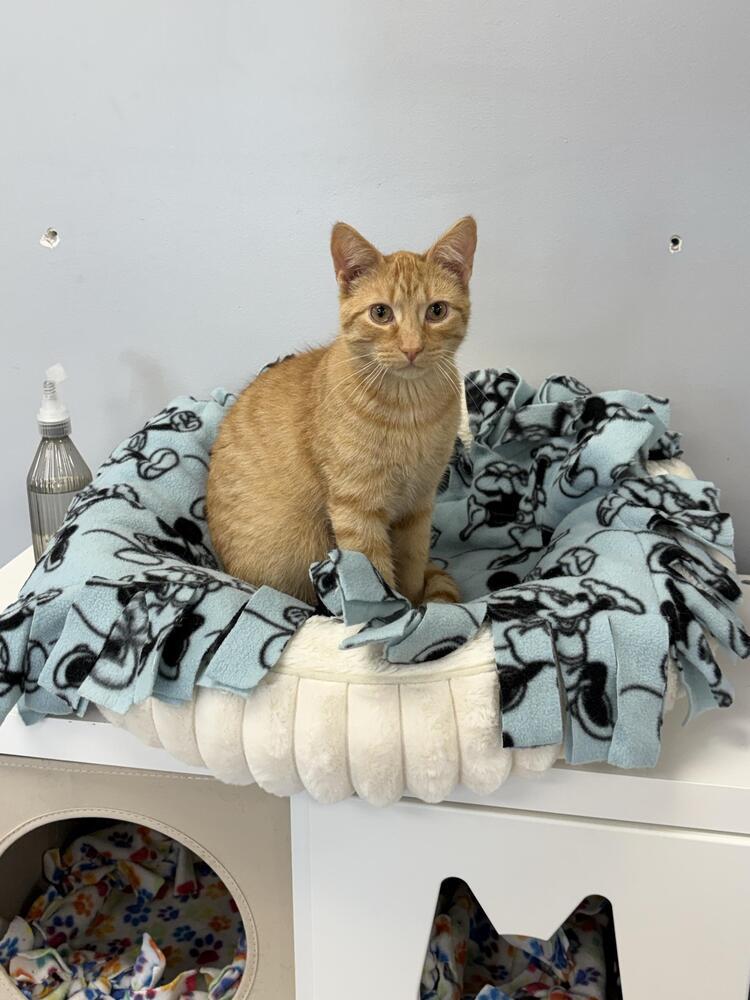 Prince, a Adoptable mixed breed in Plymouth, MN image 3/6