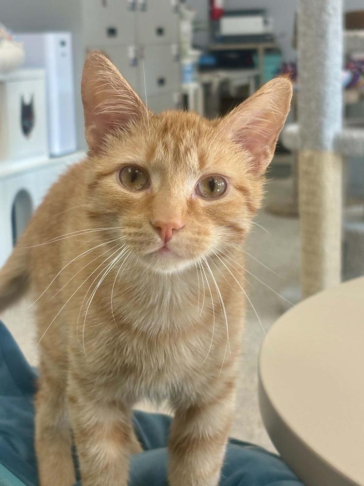 Prince, a Adoptable mixed breed in Plymouth, MN image 5/6