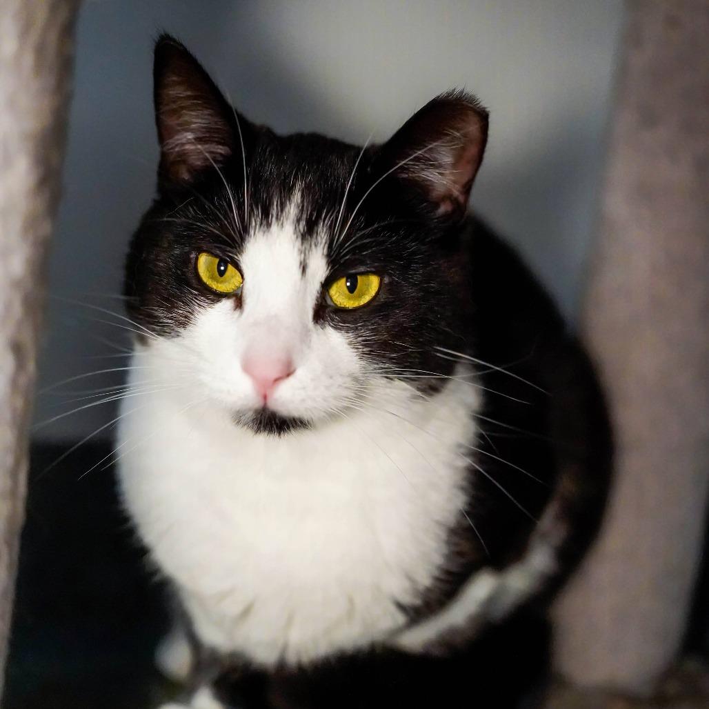 Cougar, Adoptable, Young Female Domestic Short Hair.