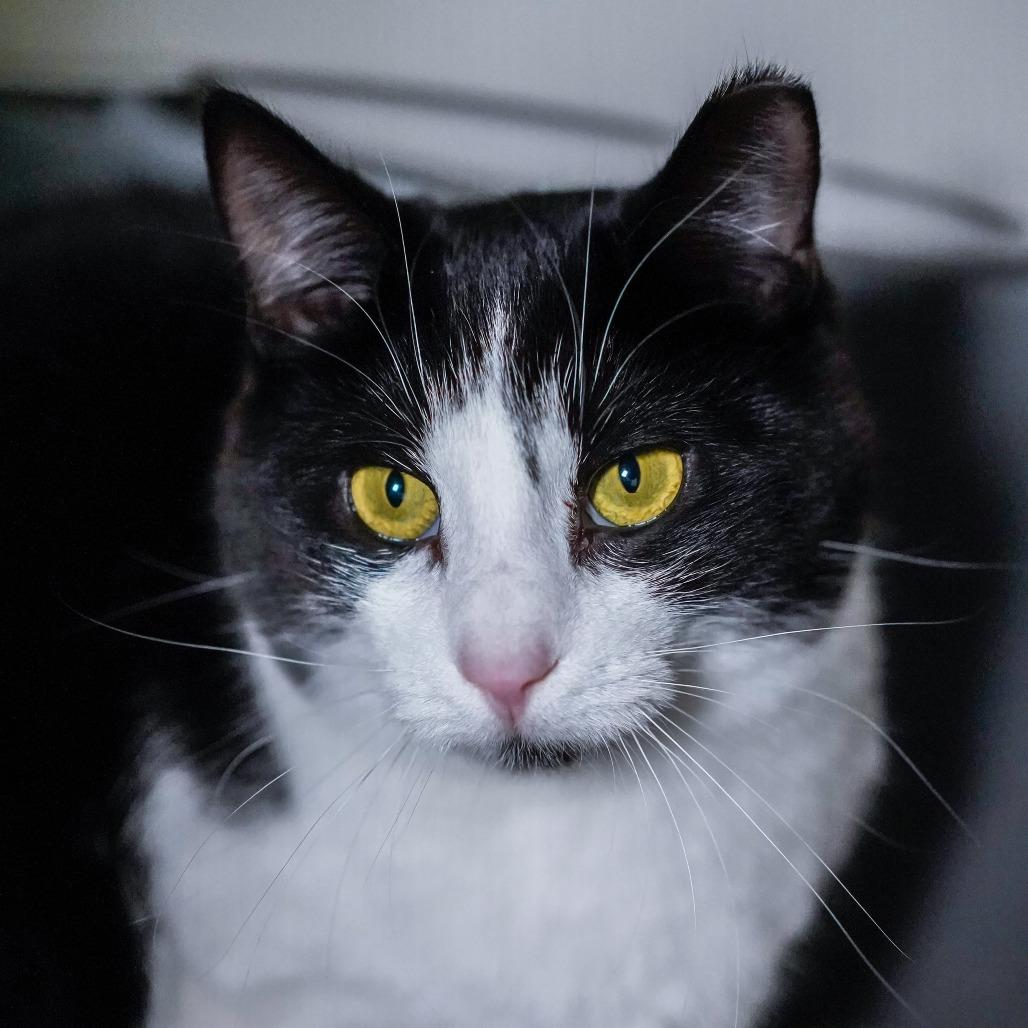 Enlarge Cougar, a Adoptable Domestic Short Hair in Thomaston, ME image 1/1