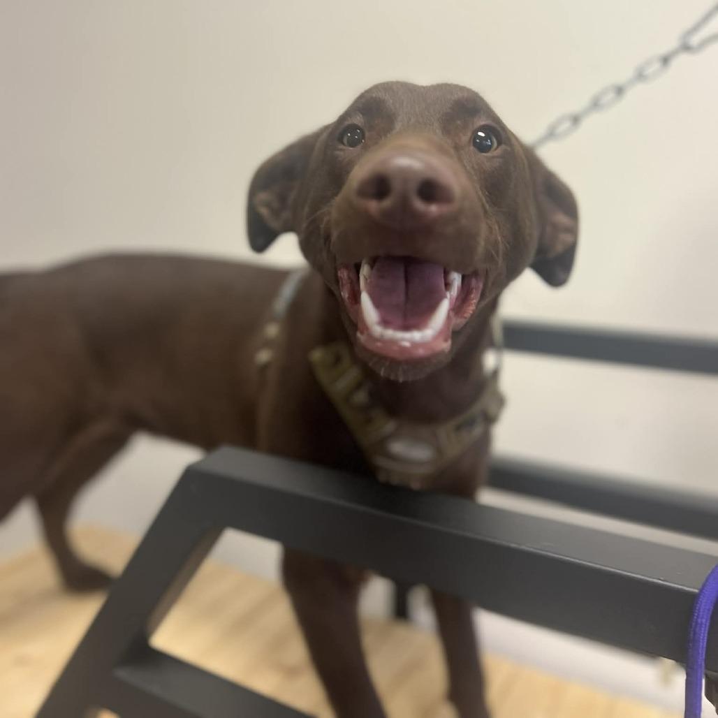 Enlarge Polly, a Adoptable mixed breed in Wilmington, NC image 2/6