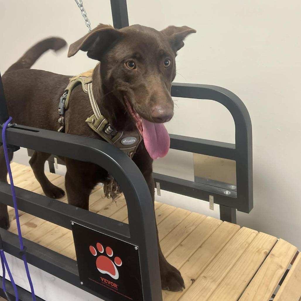 Enlarge Polly, a Adoptable mixed breed in Wilmington, NC image 3/6