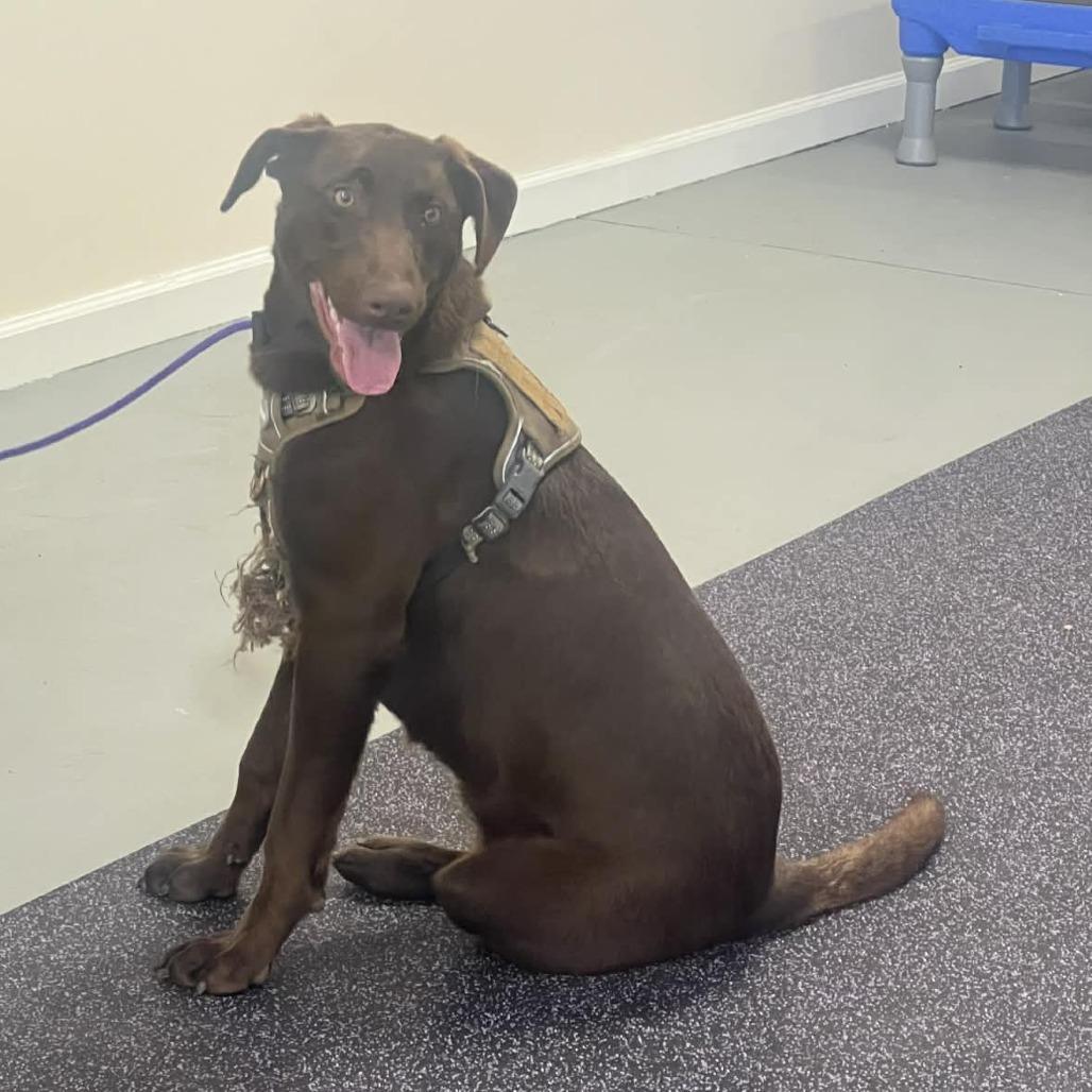 Polly, Adoptable, Young Female Doberman Pinscher & Catahoula Leopard Dog.