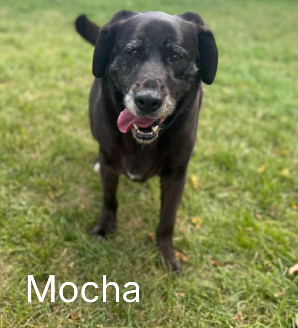 Mocha
