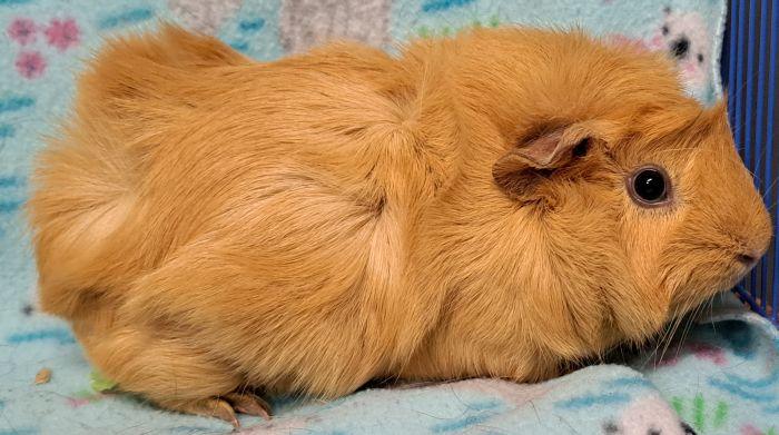 Ginger photo 4