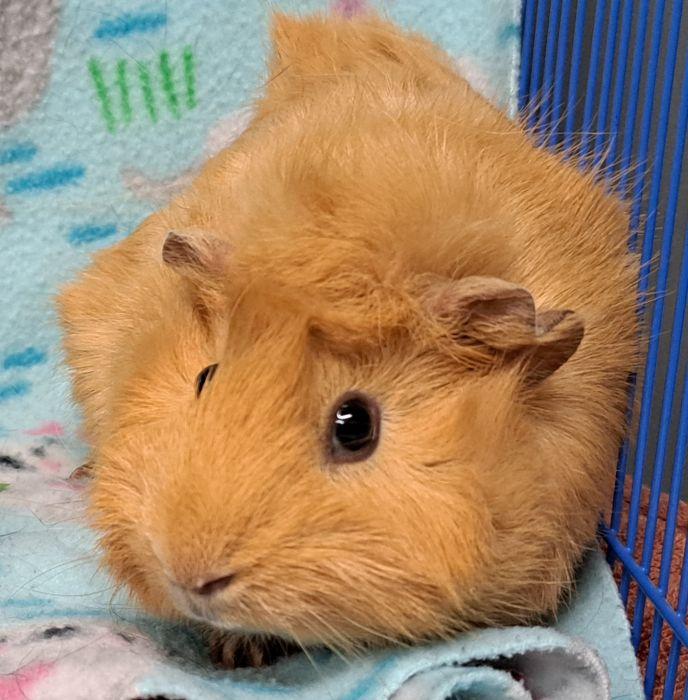 Ginger photo 2