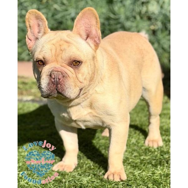 Peanut COH, adopted, Adult Male French Bulldog.