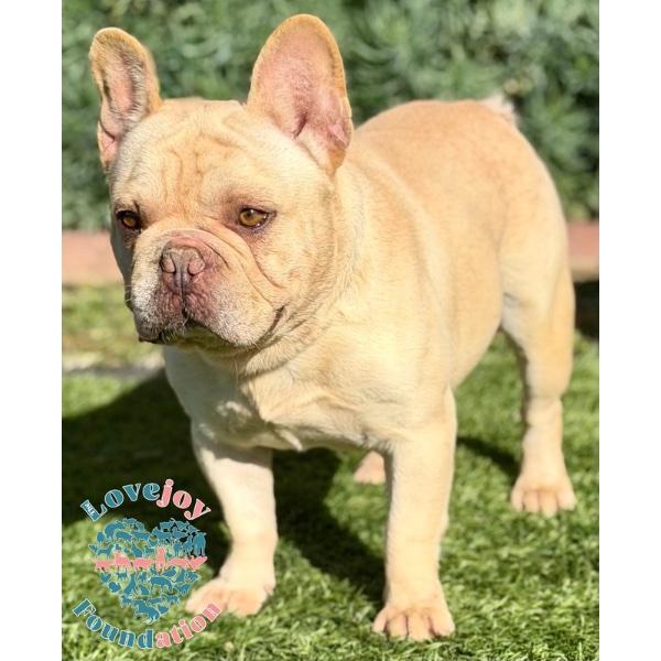 Peanut COH, an adopted French Bulldog in Inglewood, CA image 2/2
