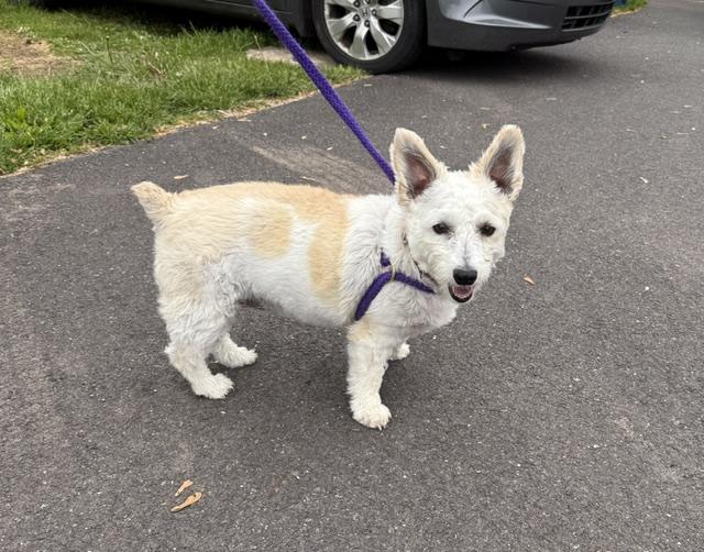 Enlarge Star, a ADOPTABLE Corgi in Chalfont, PA image 1/1