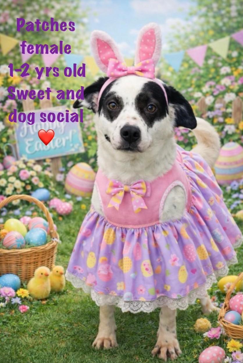 Enlarge Patches, a ADOPTABLE mixed breed in CHURCHVILLE, NY image 1/1