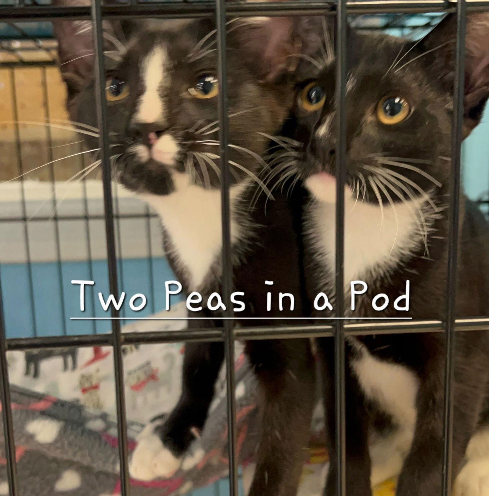 Bingo & D.D. #bonded-duo, Adopted, Kitten Male Tuxedo & Domestic Short Hair.