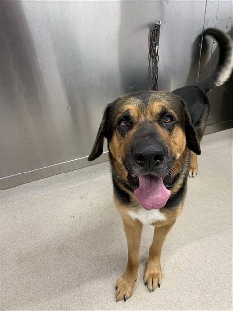 PUMBA, Adoptable, Adult Male Bloodhound & German Shepherd Dog.