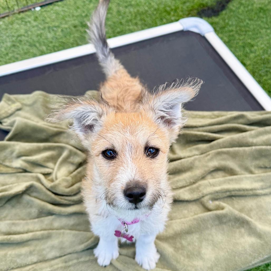 Jojo, Adoptable, Puppy Female Jack Russell Terrier.