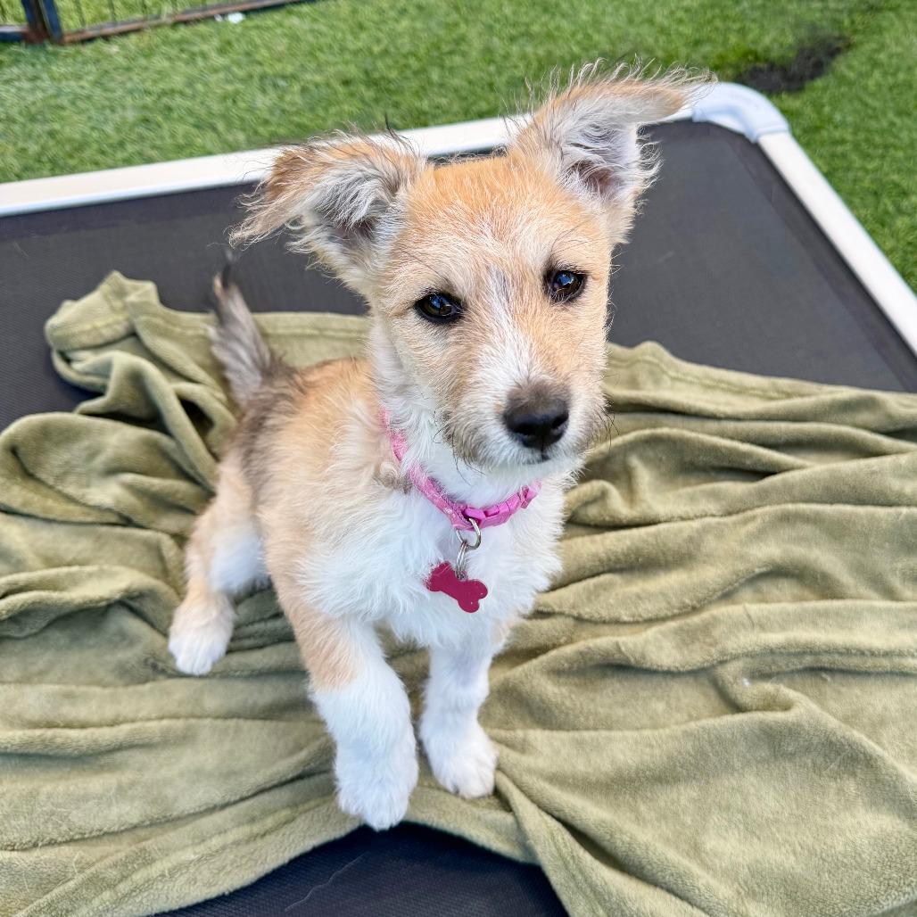 Enlarge Jojo, a Adoptable Jack Russell Terrier in Agoura Hills, CA image 2/5