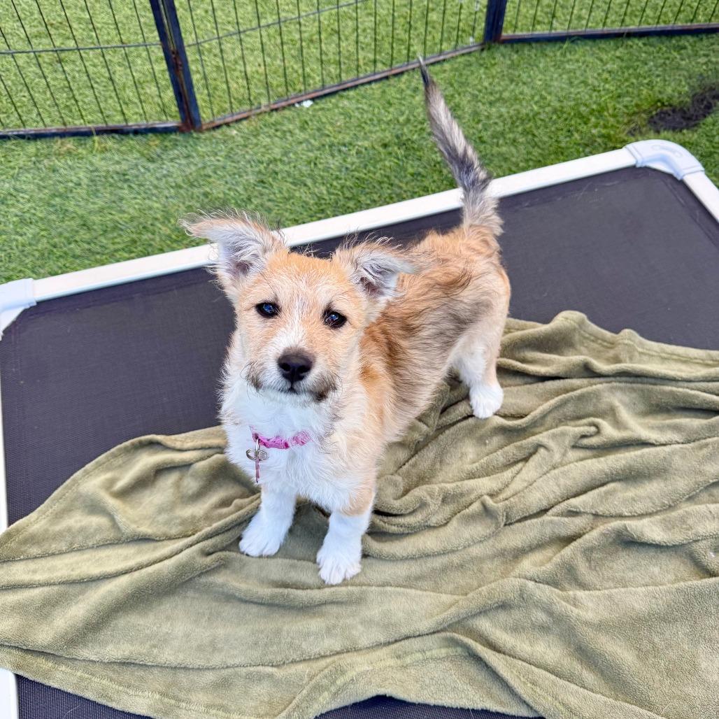 Enlarge Jojo, a Adoptable Jack Russell Terrier in Agoura Hills, CA image 3/5