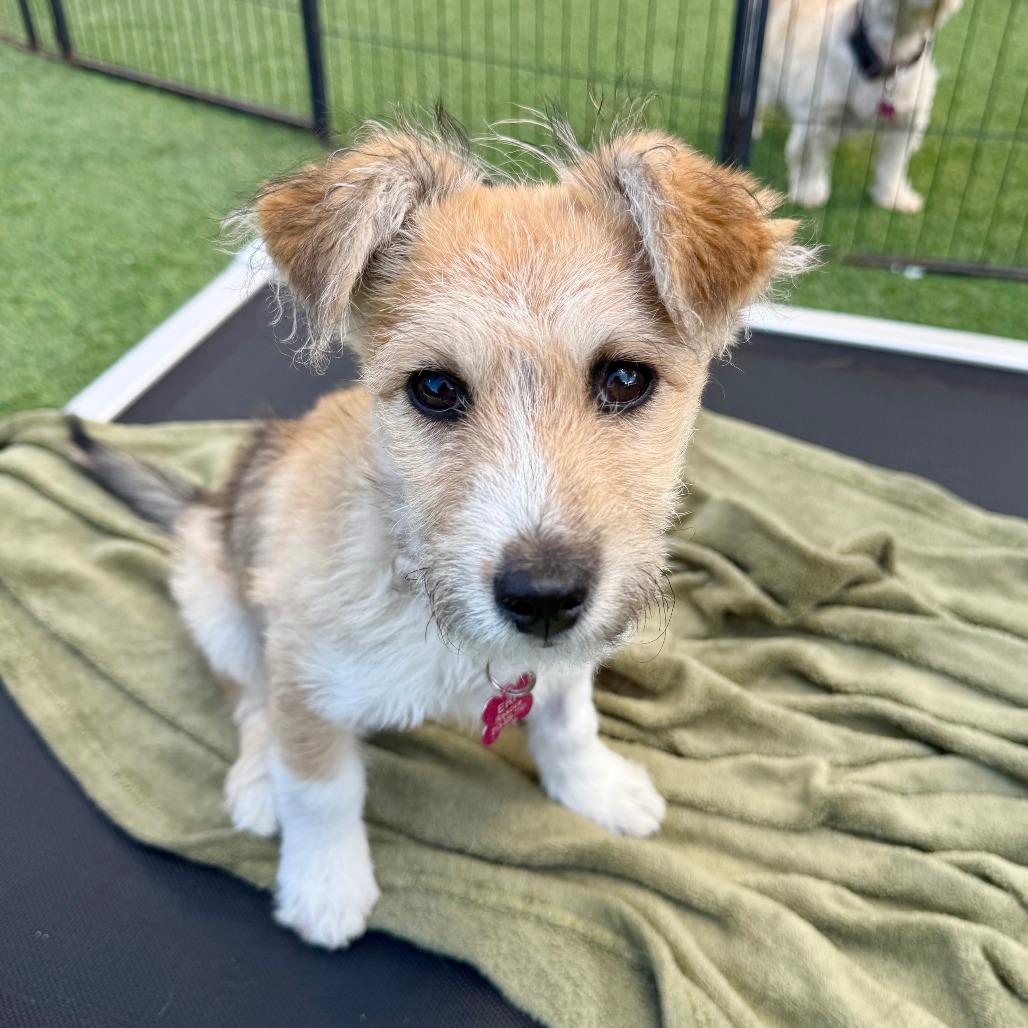 Enlarge Jojo, a Adoptable Jack Russell Terrier in Agoura Hills, CA image 4/5