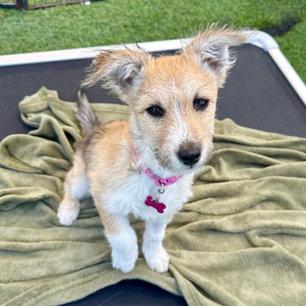 Enlarge Jojo, a Adoptable Jack Russell Terrier in Agoura Hills, CA image 5/5