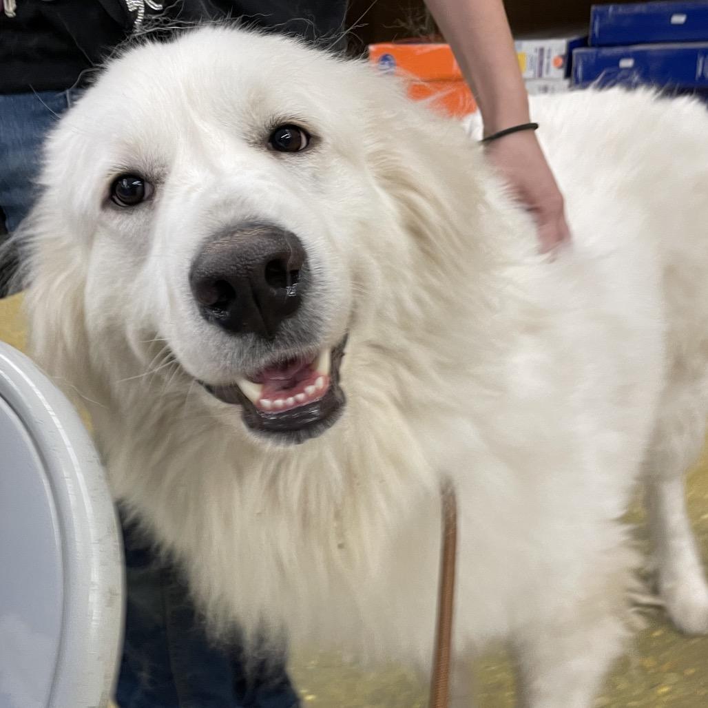 Mouse — thumbnail 2