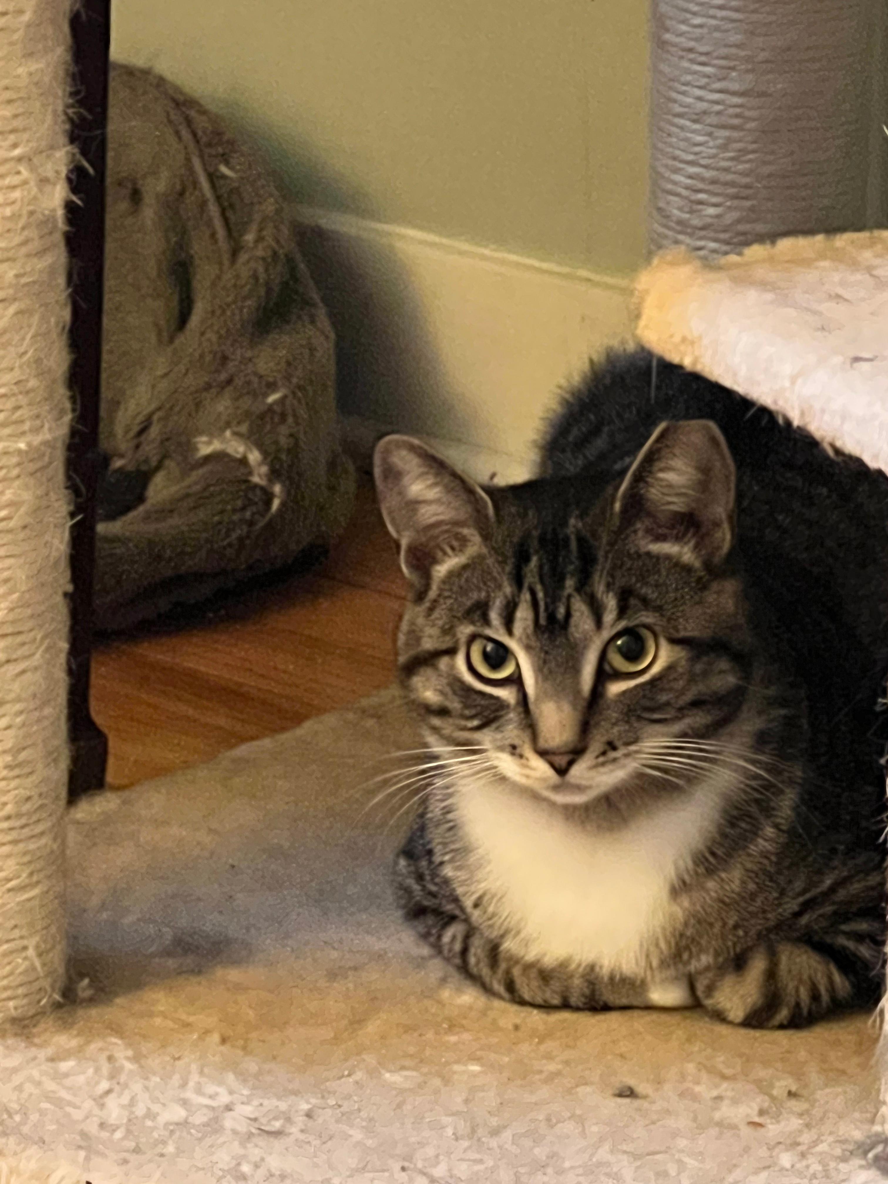 Sugar, Adoptable, Young Female Domestic Short Hair.