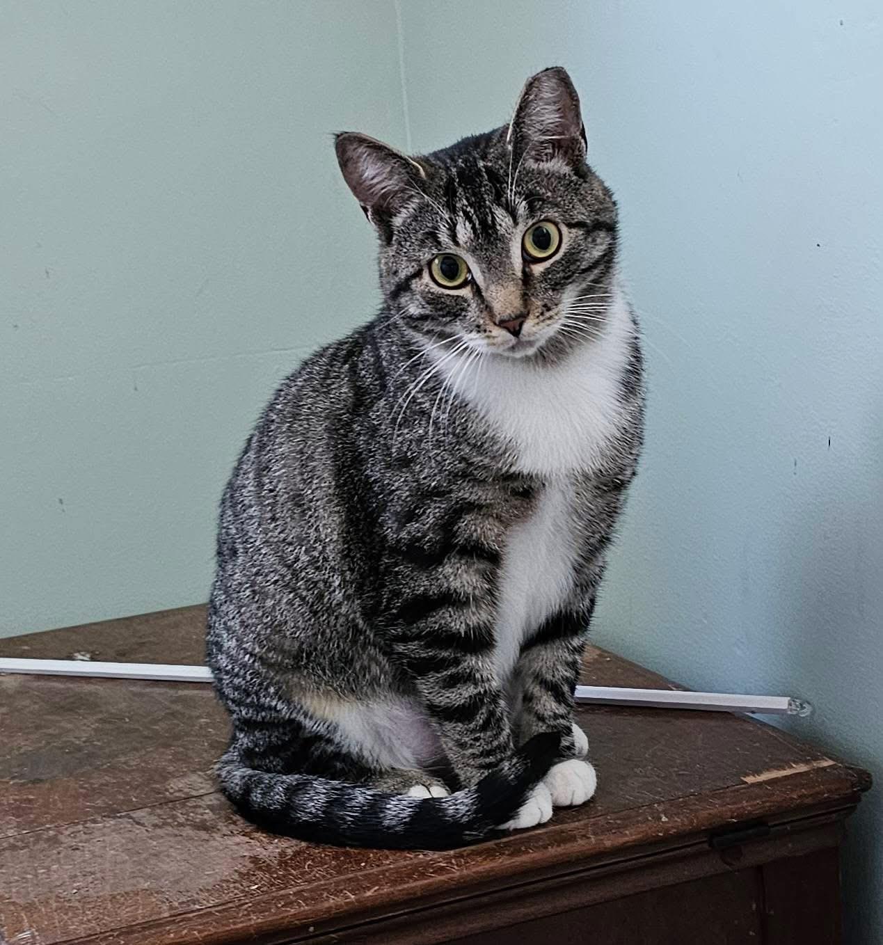 Enlarge Sugar, a Adoptable mixed breed in BREINIGSVILLE, PA image 2/5