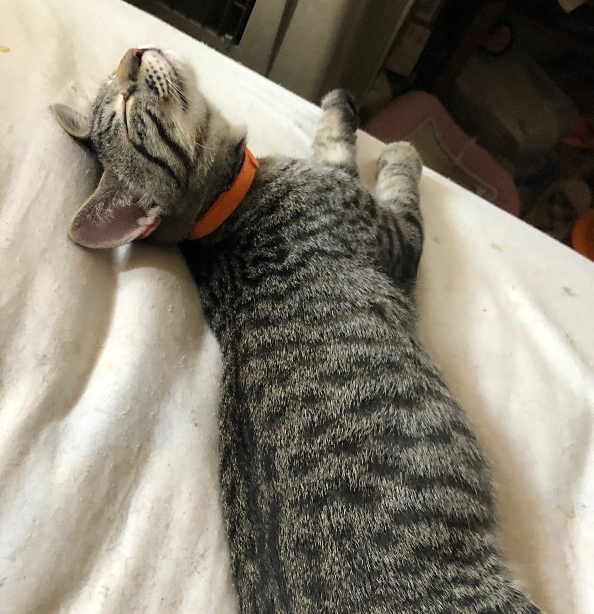 Preston, a Adoptable Tabby in Tustin, CA image 2/6