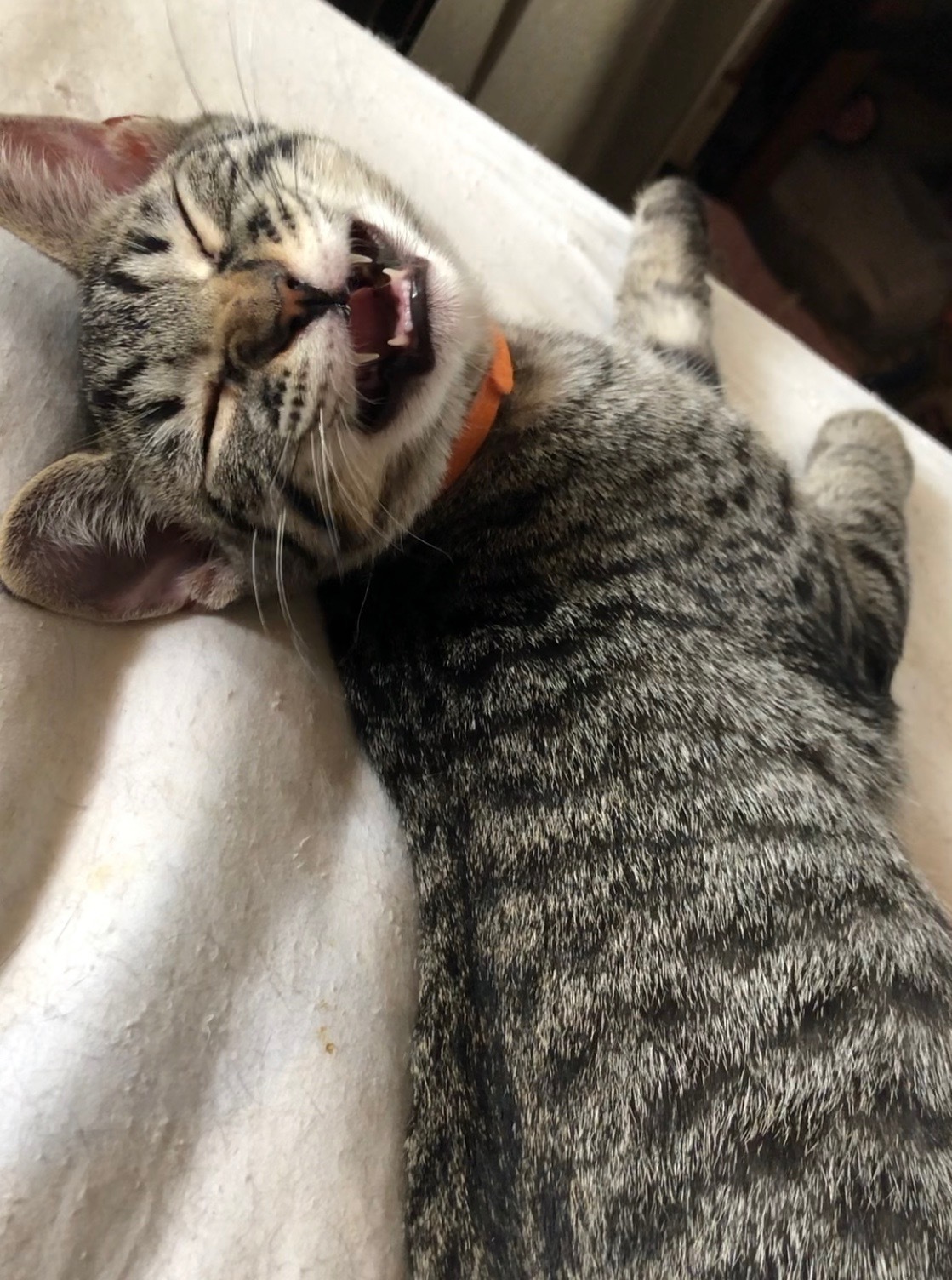 Preston, a Adoptable Tabby in Tustin, CA image 3/6