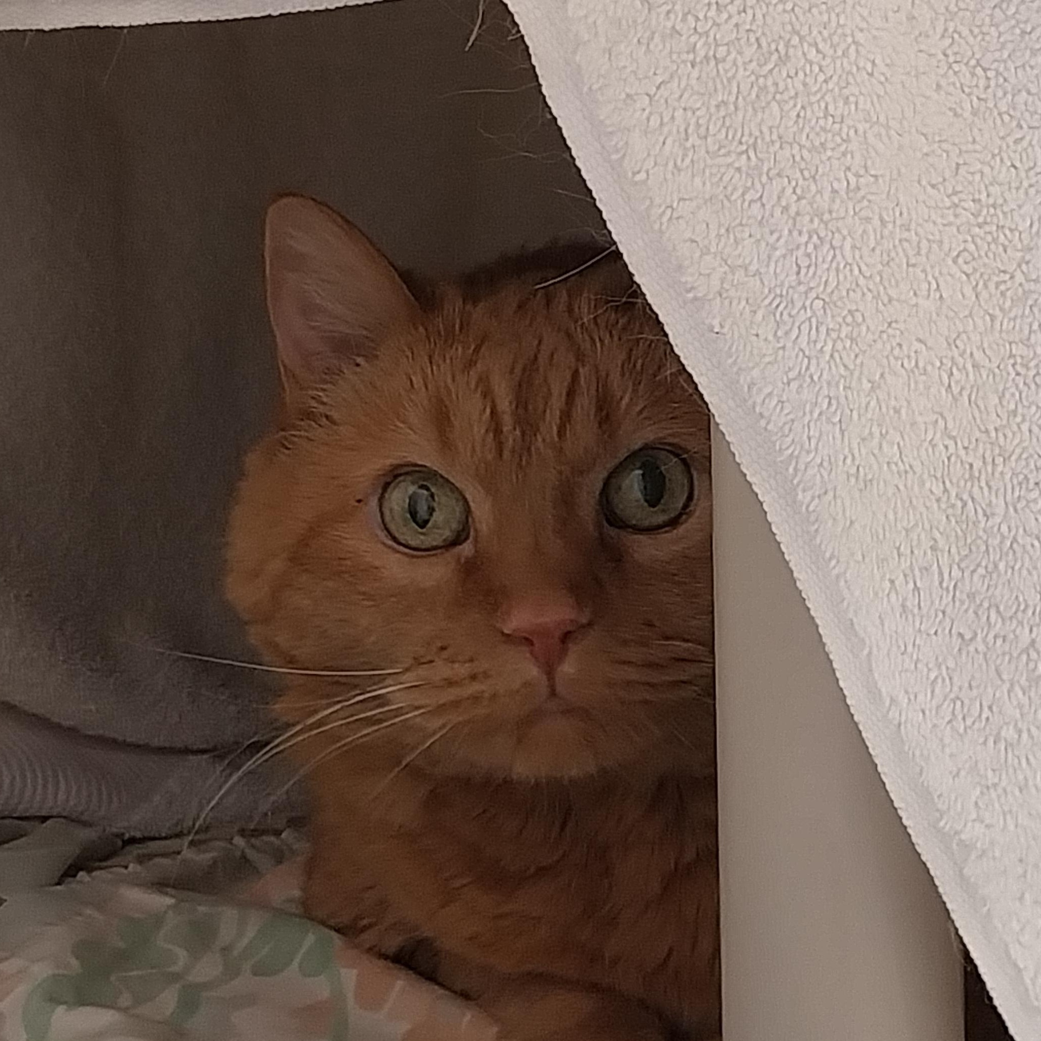 Molly, an adopted Domestic Short Hair in Ridgway, CO image 3/5