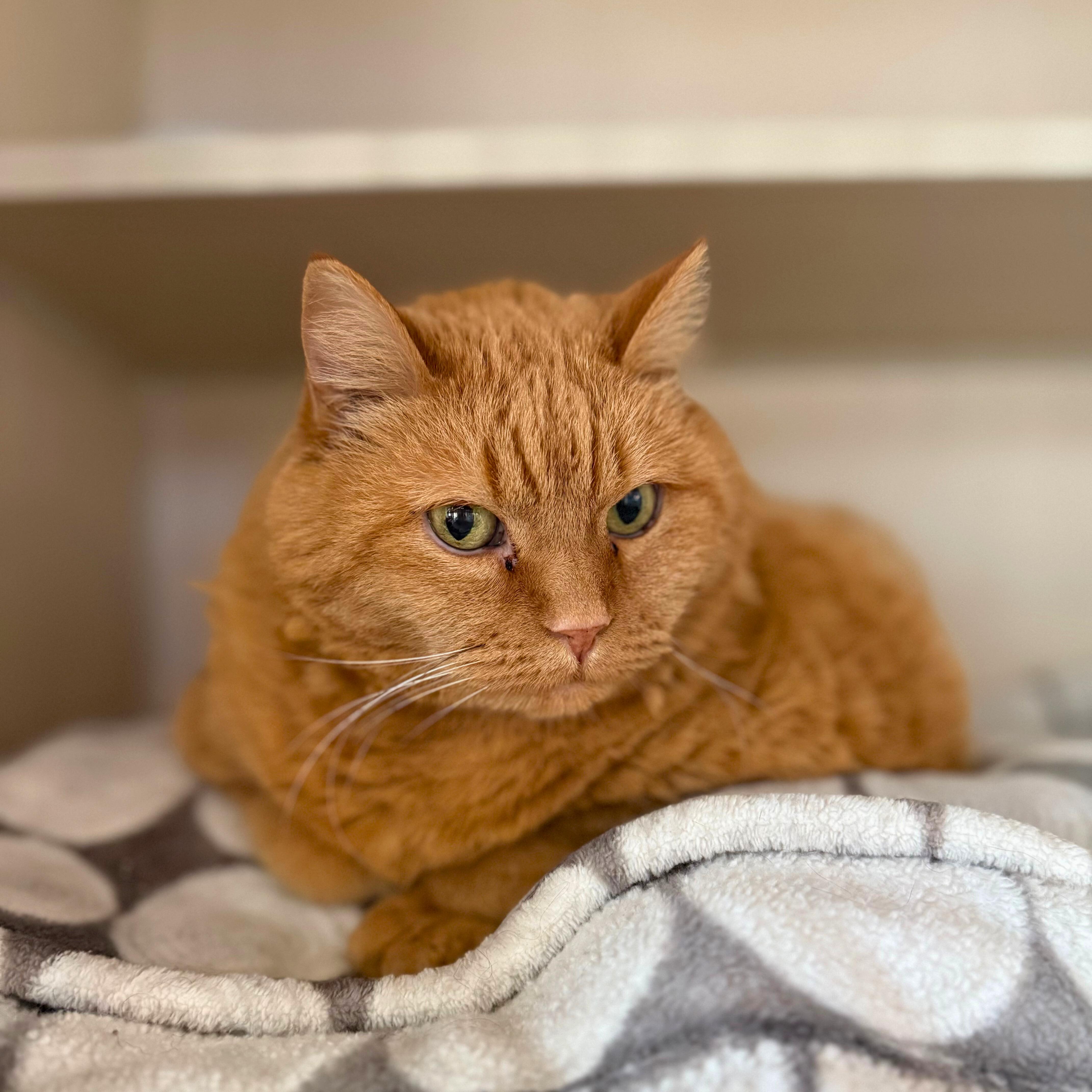 Molly, an adopted Domestic Short Hair in Ridgway, CO image 4/5