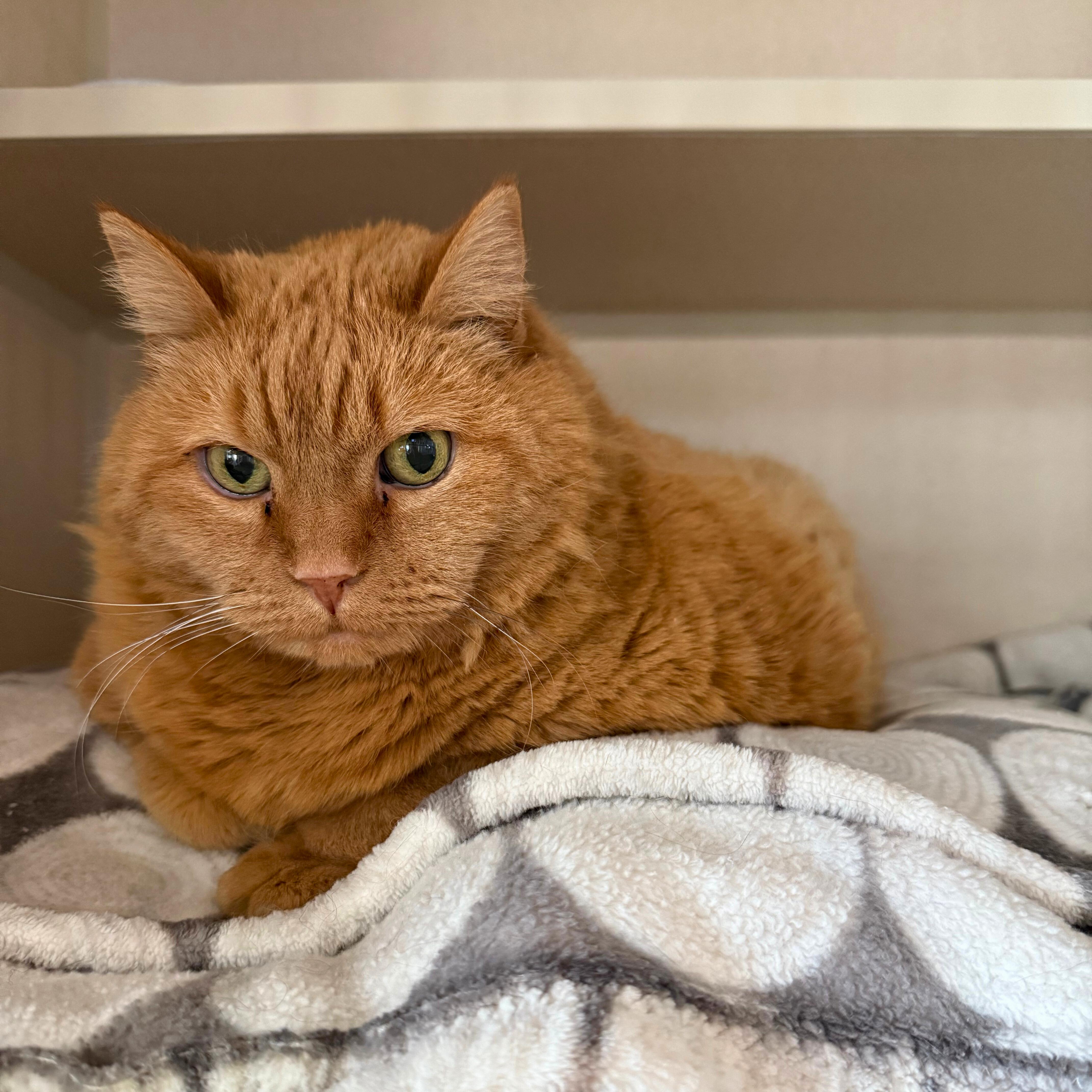 Molly, an adopted Domestic Short Hair in Ridgway, CO image 1/5